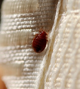 bed bug on mattress