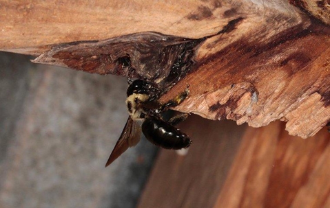 a carpenter bee on wood