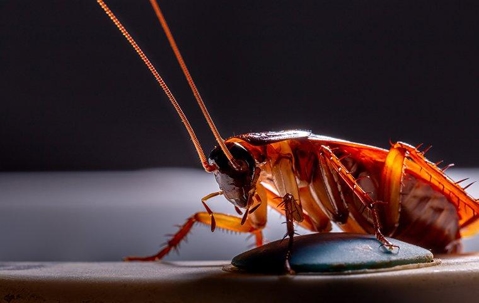 cockroach in the dark