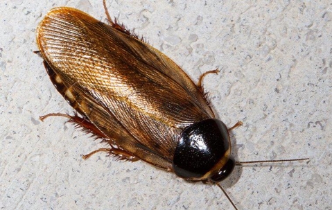 a brown cockroach