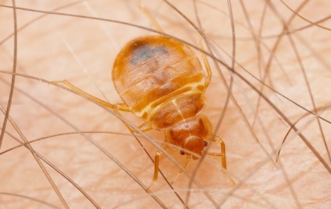 bed bug crawling on human skin and biting
