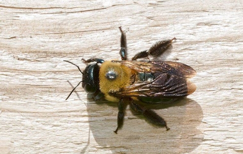 close up of carpenter bee on wood