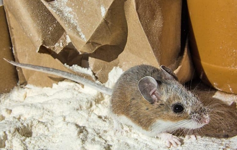 a mouse that got in to flour in a pantry