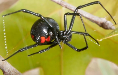 black window spider