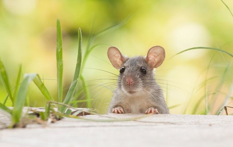 mouse peeping out of grass