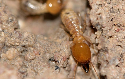 termites chewing on a wooden structure