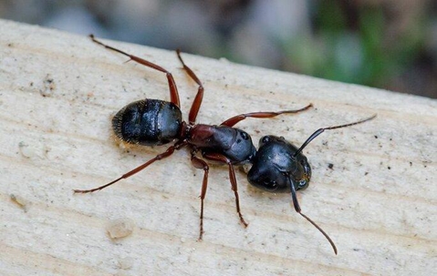 a carpenter ant crawling on a connecticut deck