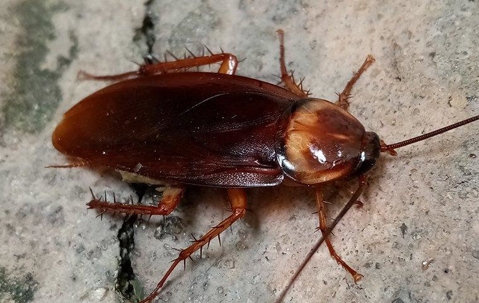 a cockroach on the ground