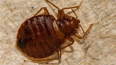 Bed Bug Control