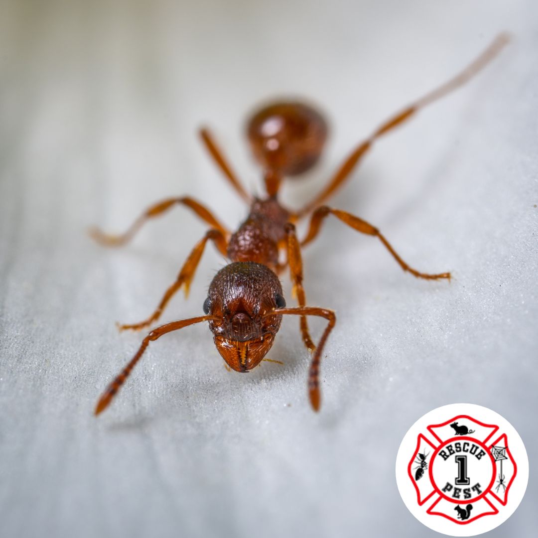 How to Protect Your Home from Ant Infestations This Summer