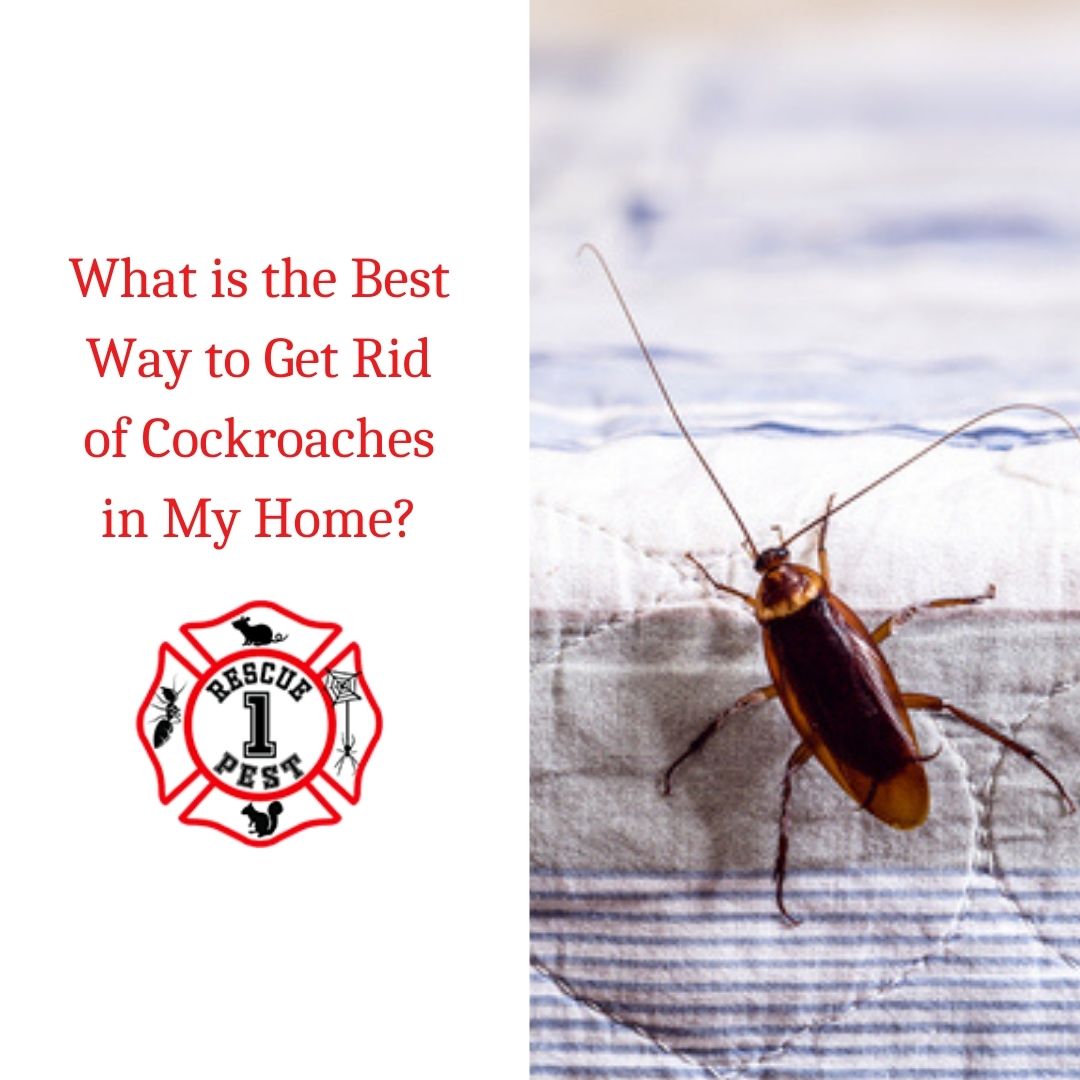 What is the Best Way to Get Rid of Cockroaches in My Home?