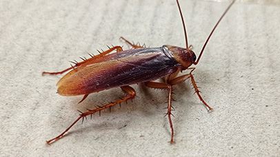Cockroach Control