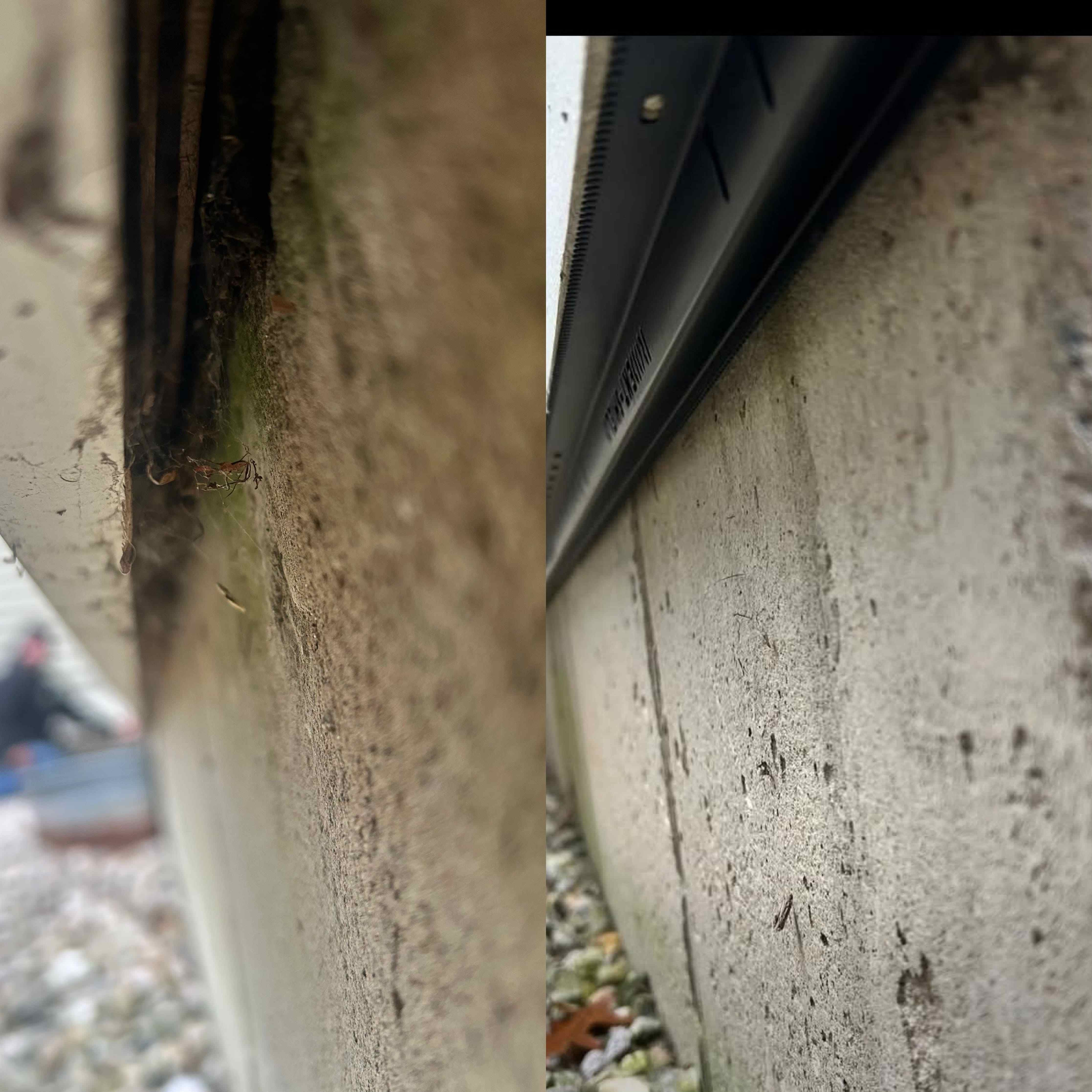 Mouse Guard before and after