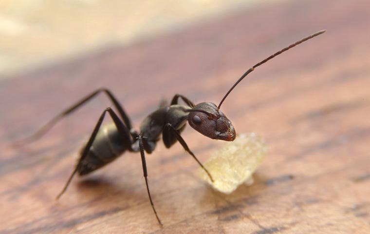 ant eating a chip