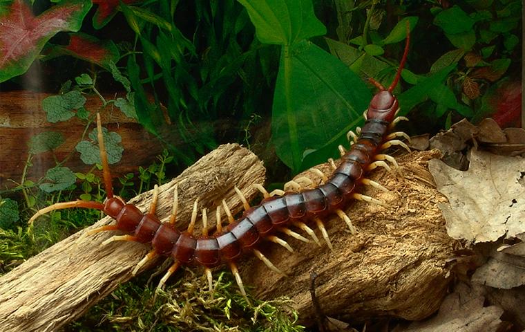 Centipedes & Millipedes