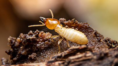 Termite Control